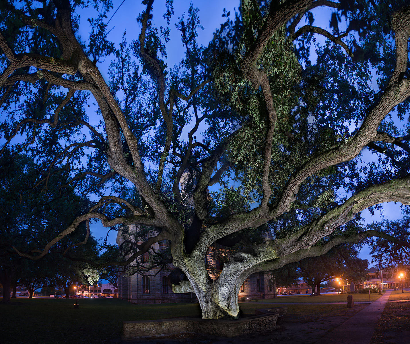 <div class="storycaption">
	<div class="galleryIntroTextArea holder">
		<div class="galleryIntroTextContent">
			<div class="galleryIntroTextContentInside">
				<div class="frishhead">
					HANGING TREE 
				</div>
				<div class="frishsubhead">
					GOLIAD, TEXAS 
				</div>
				<div class="frishtext">
					The Goliad Hanging Tree is a symbol of justice, Texas-style. For 24 years the court trials of Goliad County were held under this big oak tree. Death sentences were carried out promptly, usually within a few minutes, courtesy of the tree's many handy noose-worthy branches. The tree also served as a gallows for approximately 75 lynchings, many during the 1857 "Cart War" between Texans and Mexicans. No tally was kept for how many men died in The Hanging Tree, but some estimates range into the low hundreds. 
				</div>
				<div class="frishdate">
					PHOTOGRAPHED: 2018 
				</div>
			</div>
		</div>
	</div>
</div> : IMAGES : Ghosts of Segregation